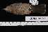  ( - USNM_664495)  @11 [ ] nrr  Unspecified Unspecified