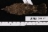  ( - USNM_664495)  @11 [ ] nrr  Unspecified Unspecified