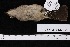  ( - USNM_664550)  @11 [ ] nrr  Unspecified Unspecified