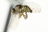  (Liriomyza equiseti - KNWR 1698)  @12 [ ] CreativeCommons - Attribution (2011) CBG Photography Group Centre for Biodiversity Genomics