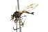 ( - KNWR 1731)  @13 [ ] CreativeCommons - Attribution (2011) CBG Photography Group Centre for Biodiversity Genomics