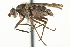  (Pherbellia tenuipes - KNWR 3682)  @15 [ ] CreativeCommons - Attribution (2011) CBG Photography Group Centre for Biodiversity Genomics