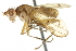  ( - KNWR 6133)  @14 [ ] CreativeCommons - Attribution (2011) CBG Photography Group Centre for Biodiversity Genomics