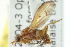  ( - KNWR 6772)  @13 [ ] CreativeCommons - Attribution (2011) CBG Photography Group Centre for Biodiversity Genomics