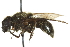  (Cheilosia lasiophthalmus - KNWR 6775)  @12 [ ] CreativeCommons - Attribution (2011) CBG Photography Group Centre for Biodiversity Genomics