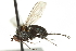  ( - KNWR 6785)  @13 [ ] CreativeCommons - Attribution (2011) CBG Photography Group Centre for Biodiversity Genomics