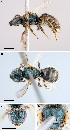  (Lasioglossum admirandum - D01561C08-ON)  @12 [ ] CreativeCommons - Attribution Non-Commercial Share-Alike (2010) Jason Gibbs York University
