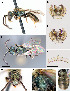  (Lasioglossum cattellae - DIAL0292C10-IN)  @12 [ ] CreativeCommons - Attribution Non-Commercial Share-Alike (2010) Jason Gibbs York University