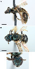  (Lasioglossum marinense - D00608B10-BC)  @12 [ ] CreativeCommons - Attribution Non-Commercial Share-Alike (2010) Jason Gibbs York University