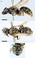 (Lasioglossum sablense - D01559B03-NS)  @12 [ ] CreativeCommons - Attribution Non-Commercial Share-Alike (2010) Jason Gibbs York University