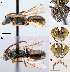  (Lasioglossum viridatum - D01560F11-ON)  @12 [ ] CreativeCommons - Attribution Non-Commercial Share-Alike (2010) Jason Gibbs York University