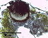 ( - MCM196)  @11 [ ] CreativeCommons  Attribution Non-Commercial Share-Alike (2025) Diane L. Haughland Unspecified