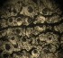  (Calicium trachylioides - MCM195)  @11 [ ] CreativeCommons  Attribution Non-Commercial Share-Alike (2025) Diane L. Haughland Unspecified