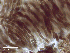  ( - MCM472)  @11 [ ] CreativeCommons  Attribution Non-Commercial Share-Alike (2025) Diane L. Haughland Unspecified