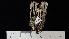 ( - ABMI.L.1250172)  @11 [ ] CreativeCommons  Attribution Non-Commercial Share-Alike (2022) Diane L. Haughland Alberta Biodiversity Monitoring Institute