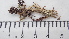  (Cladonia subfurcata - DLH-2015-158)  @11 [ ] CreativeCommons  Attribution Non-Commercial Share-Alike (2020) Diane L. Haughland Unspecified