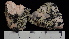  (Calvitimela talayana - DLH-2015-188)  @11 [ ] CreativeCommons  Attribution Non-Commercial Share-Alike (2022) Diane L. Haughland Alberta Biodiversity Monitoring Institute
