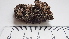  ( - DLH-2015-232)  @11 [ ] CreativeCommons  Attribution Non-Commercial Share-Alike (2020) Diane L. Haughland Alberta Biodiversity Monitoring Institute