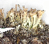  ( - DLH-2015-238)  @11 [ ] CreativeCommons  Attribution Non-Commercial Share-Alike (2020) Diane L. Haughland Alberta Biodiversity Monitoring Institute