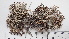  ( - DLH-2015-259)  @11 [ ] CreativeCommons  Attribution Non-Commercial Share-Alike (2020) Diane L. Haughland Alberta Biodiversity Monitoring Institute