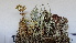  ( - DLH-2017-412)  @11 [ ] CreativeCommons  Attribution Non-Commercial Share-Alike (2020) Diane L. Haughland Unspecified