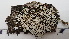  (Heterodermia galactophylla - DLH-2017-561)  @11 [ ] CreativeCommons  Attribution Non-Commercial Share-Alike (2020) Diane L. Haughland Unspecified