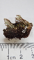  ( - DLH-2017-636)  @11 [ ] CreativeCommons  Attribution Non-Commercial Share-Alike (2020) Diane L. Haughland Unspecified