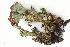  ( - DLH-2017-637)  @11 [ ] CreativeCommons  Attribution Non-Commercial Share-Alike (2020) Diane L. Haughland Unspecified
