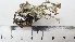  (Cladonia crispata var. crispata - DLH-2017-877)  @11 [ ] CreativeCommons  Attribution Non-Commercial Share-Alike (2020) Diane L. Haughland Unspecified