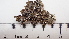  (Melanelixia albertana - DLH-2017-884)  @11 [ ] CreativeCommons  Attribution Non-Commercial Share-Alike (2020) Diane L. Haughland Unspecified