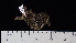  ( - DLH-2018-235)  @11 [ ] CreativeCommons  Attribution Non-Commercial Share-Alike (2022) Diane L. Haughland Unspecified
