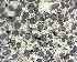  (Physciaceae - DLH-2018-128)  @11 [ ] Unspecified (default): All Rights Reserved  Unspecified Unspecified