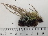  (Cladonia cornuta - DLH-2018-196)  @11 [ ] Unspecified (default): All Rights Reserved  Unspecified Unspecified