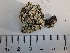  (Rhizoplaca opiniconensis - DLH-2018-319)  @11 [ ] Unspecified (default): All Rights Reserved  Unspecified Unspecified