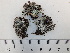  (Cladonia monomorpha - DLH-2018-364)  @11 [ ] Unspecified (default): All Rights Reserved  Unspecified Unspecified