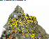  (Candelariella rosulans - DLH-2018-391)  @11 [ ] Unspecified (default): All Rights Reserved  Unspecified Unspecified
