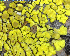  (Acarosporales - DLH-Tombstone2018-12)  @11 [ ] Unspecified (default): All Rights Reserved  Unspecified Unspecified