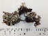  (Cladonia deformis - DLH-Tombstone2018-23)  @11 [ ] Unspecified (default): All Rights Reserved  Unspecified Unspecified