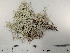  (Cladonia - DLH-Tombstone2018-33)  @11 [ ] Unspecified (default): All Rights Reserved  Unspecified Unspecified