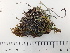  (Cladonia merochlorophaea - DLH-Tombstone2018-54)  @11 [ ] Unspecified (default): All Rights Reserved  Unspecified Unspecified
