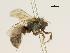  (Lasioglossum cyaneonotum - DIAL1845E05-CA)  @13 [ ] CreativeCommons - Attribution Non-Commercial Share-Alike (2010) Unspecified York University