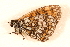  ( - DMTRN-0207)  @12 [ ] CreativeCommons - Attribution (2009) Unspecified Centre for Biodiversity Genomics