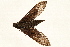  ( - DMTRN-0108)  @12 [ ] CreativeCommons - Attribution (2009) Unspecified Centre for Biodiversity Genomics