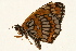  ( - DMTRN-0175)  @13 [ ] CreativeCommons - Attribution (2009) Unspecified Centre for Biodiversity Genomics