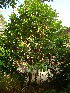  ( - BCMML10001GFS)  @11 [ ] Unspecified (default): All Rights Reserved (2015) Roopa. V and N. Mathivanan University of Madras