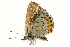  ( - DMLEP-0017)  @13 [ ] CreativeCommons - Attribution (2010) CBG Photography Group Centre for Biodiversity Genomics