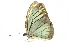  (Pareronia anais - DMLEP-0098)  @13 [ ] CreativeCommons - Attribution (2010) CBG Photography Group Centre for Biodiversity Genomics