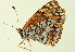  ( - BIOUG00719-C07)  @12 [ ] CreativeCommons - Attribution (2011) CBG Photography Group Centre for Biodiversity Genomics