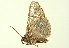  ( - BIOUG00719-C08)  @11 [ ] CreativeCommons - Attribution (2011) CBG Photography Group Centre for Biodiversity Genomics