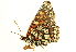  (Euphydryas chalcedona hennei - BIOUG00719-G10)  @13 [ ] CreativeCommons - Attribution (2011) CBG Photography Group Centre for Biodiversity Genomics